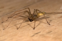 La Cheiracanthe. Un mle (Araneae - Cheiracanthiidae - Cheiracanthium mildei)